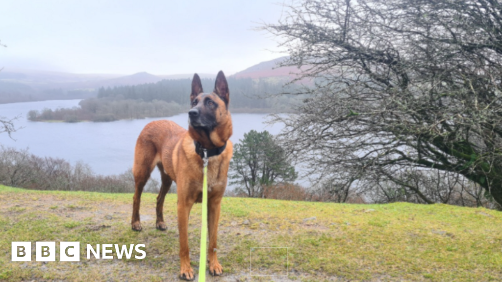 Charity funds retired Devon police dog's urgent leg surgery