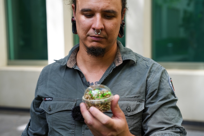 A gardiner looking at ladybugs.