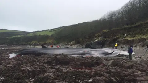 A fin whale stranded on rocks at the beach, there are a number of people looking at it.