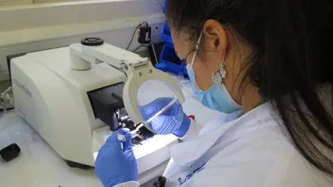 James Gallagher A scientist in a white lab coat and blue gloves is sat at a lab-bench. She has an implement in each hand and is looking through a magnifying glass to see the brain tissue below.