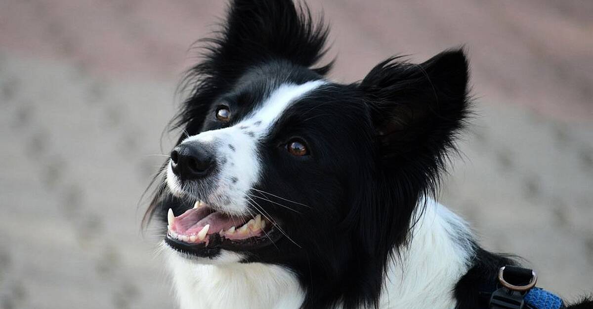 Animal charity warns dog owners their pets 'naturally resent' wearing clothes and jewellery