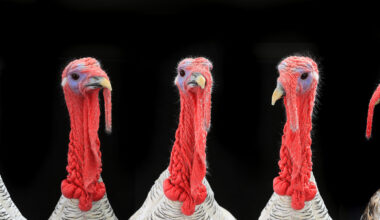 Avian influenza: new outbreaks expected in Europe until winter ends