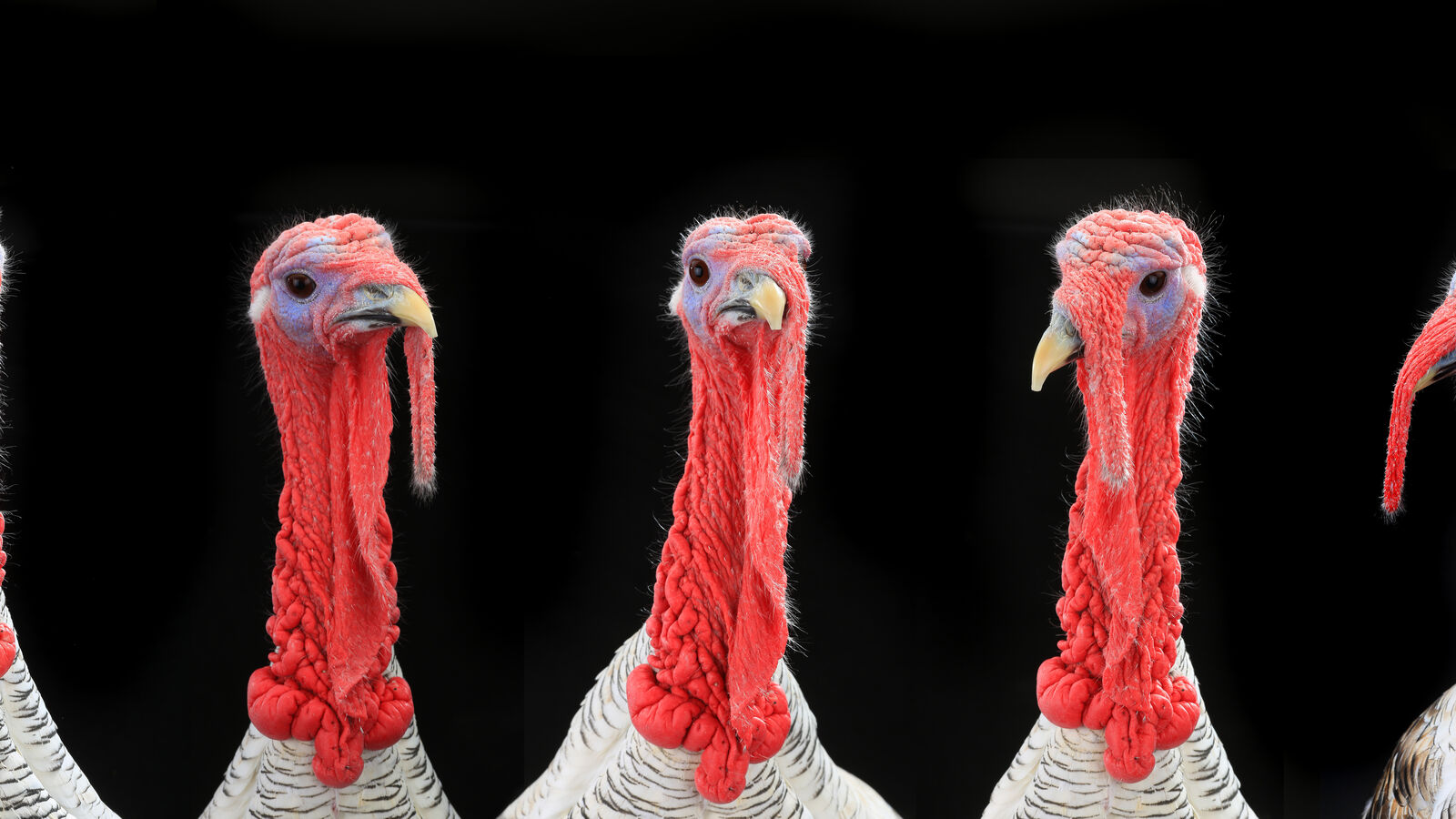 Avian influenza: new outbreaks expected in Europe until winter ends