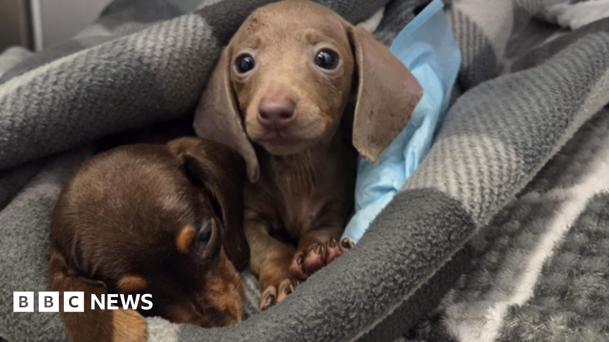 Tiny beige-coloured Comet is in the arms of a female vet in a blue uniform. The vet has tied-back blonde hair, glasses and a a purple stethoscope around her neck.