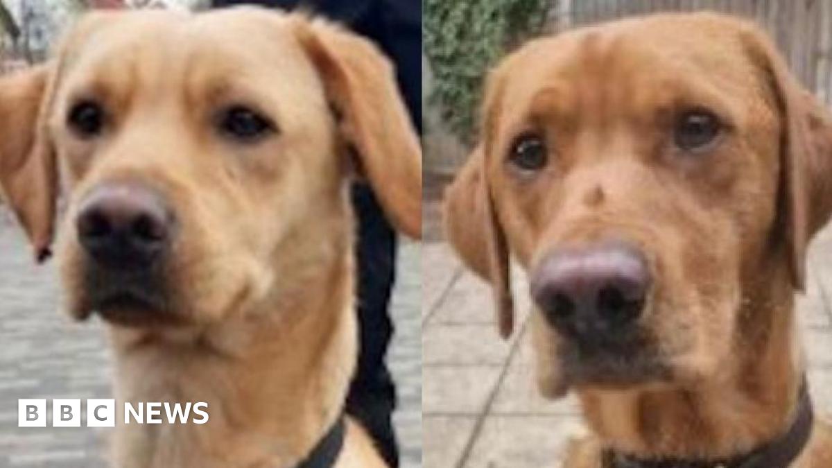 Drug dogs Sully and Max