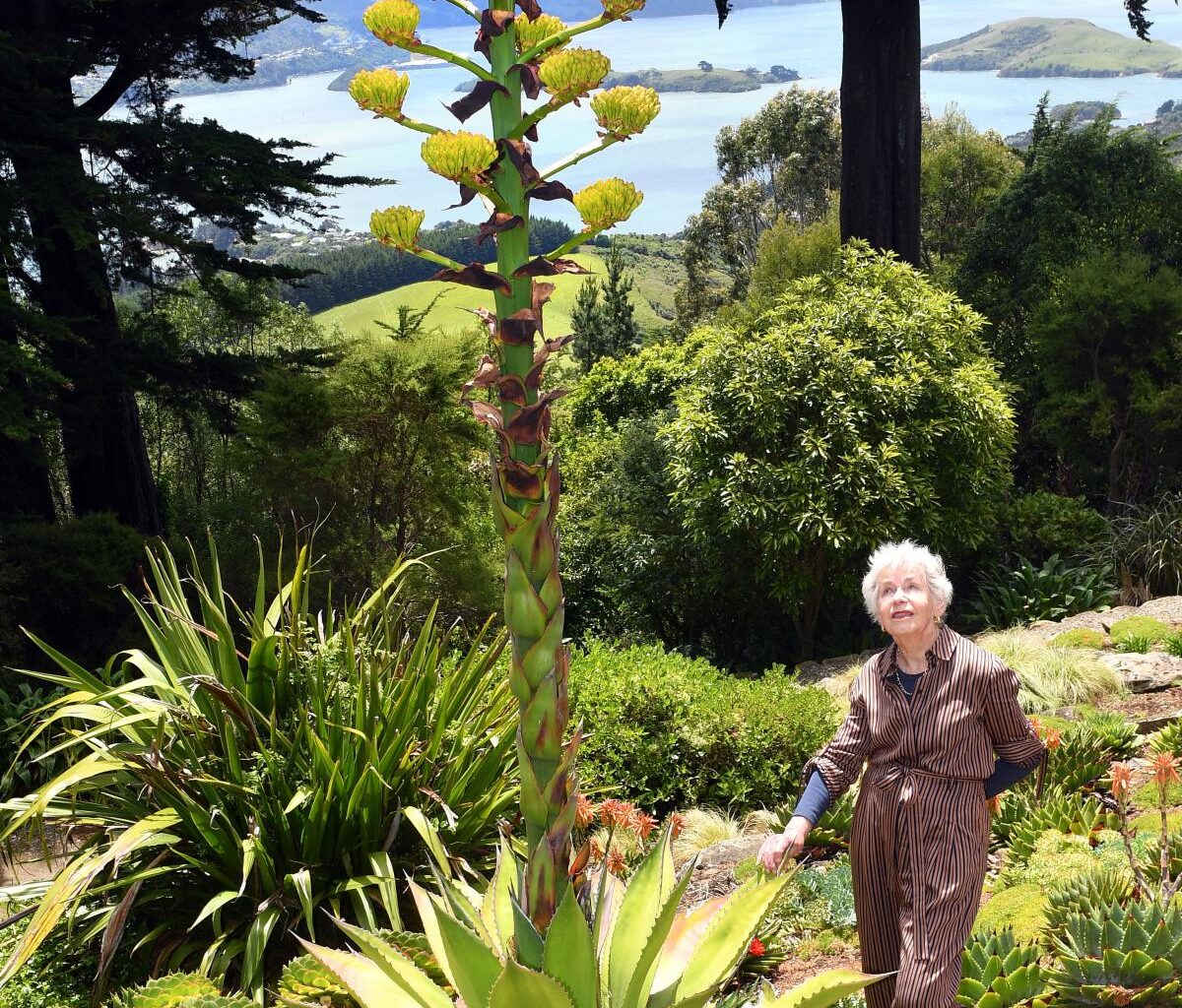 Bloom well worth the 22-year wait: owner