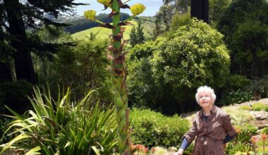 Bloom well worth the 22-year wait: owner