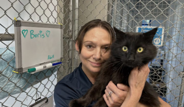 Boris the missing cat home for Christmas