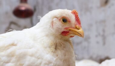 Cameras could automate chicken weight forecasting