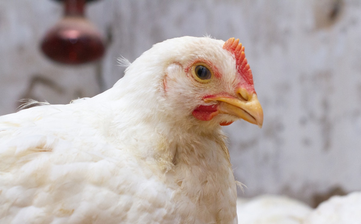 Cameras could automate chicken weight forecasting