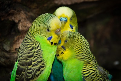 Budgies 4046660 1280