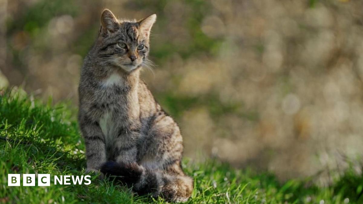 The wildcat looks like a large tabby cat with grey-brown fur and darker stripes. It is sitting in an area of grass and looking into the distance.