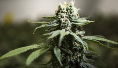 N.S. dispensary raided following government directive for crackdown on cannabis - Halifax