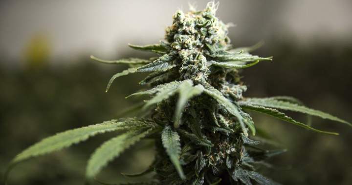 N.S. dispensary raided following government directive for crackdown on cannabis - Halifax