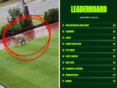 ‘Ridiculous’: Australia’s best lawn battles neighbourhood pooping dog
