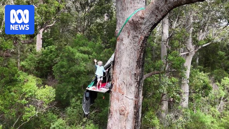 Plans to burn red tingle trees temporarily suspended following treetop protest