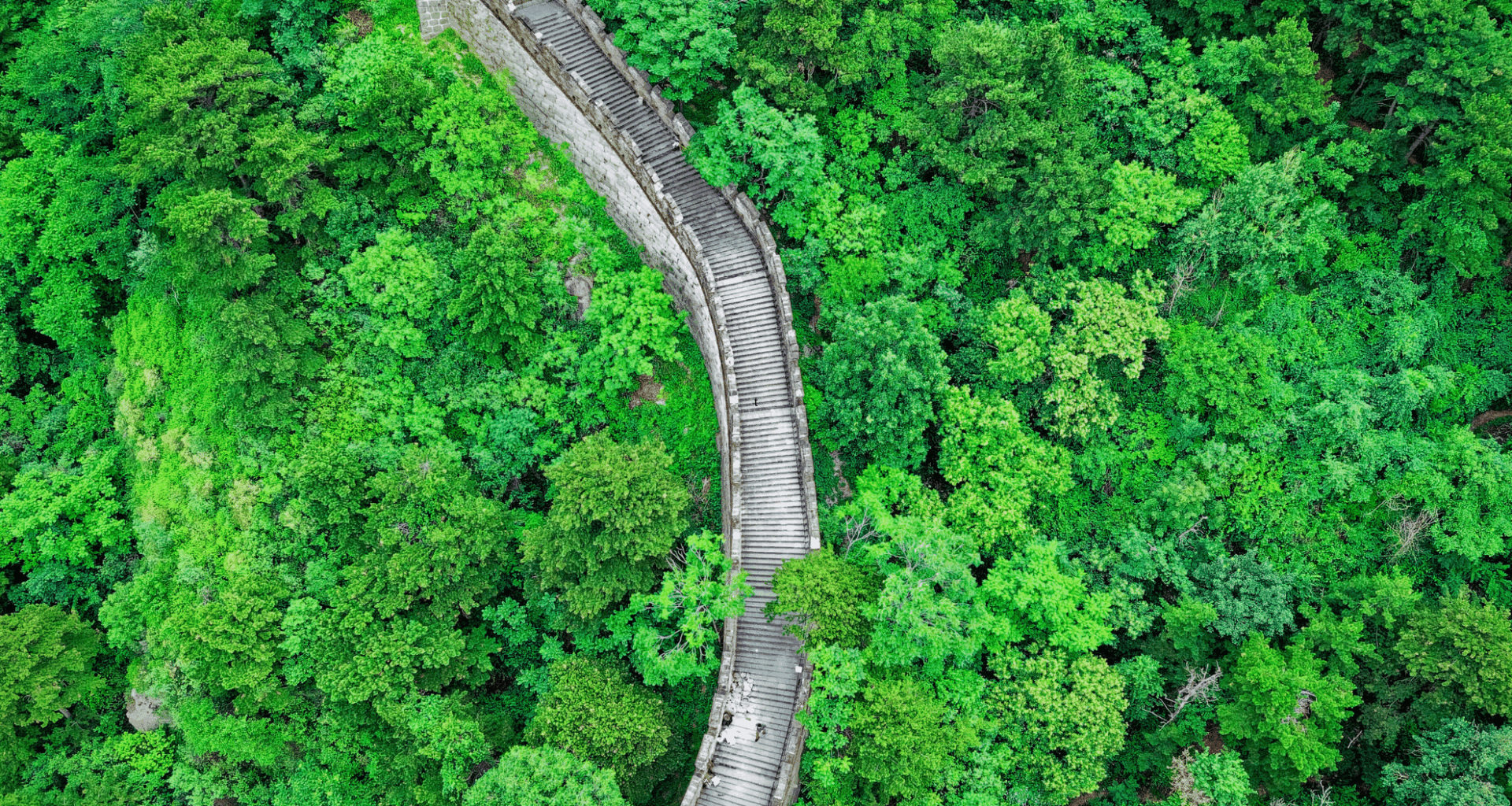 China’s Massive Tree Planting Has Transformed Its Water Cycle In Unexpected Ways