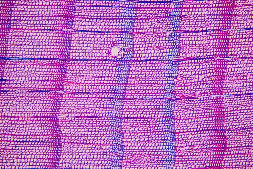 The blue lines visible in this magnification of a tree ring used for the study correspond to 1345 and 1346, and the researchers believe this is evidence of a volcanic eruption.