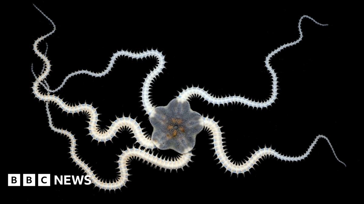 A creature called a brittlestar. It has a grey, star-shaped body with orange segments in the middle, and five long legs with nodules like a centipede