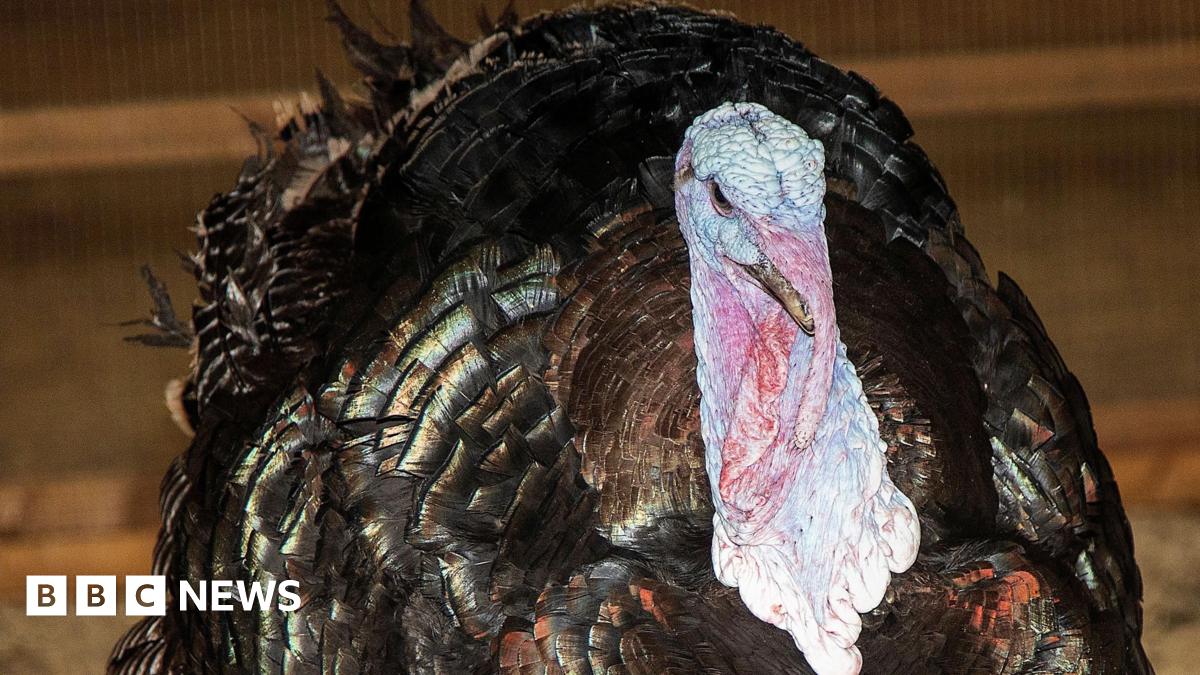 A Hockenhull turkey is centre of the picture with black feathers and blue and red skin