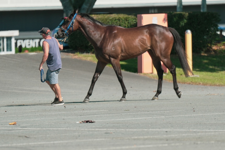 A horse is led by a trainer.