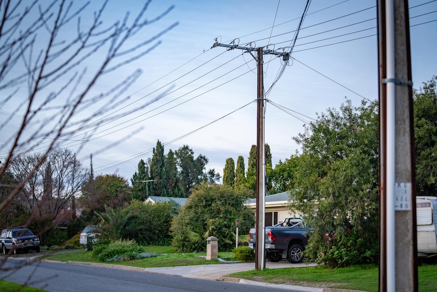 Street view of poles and wires with the branches of a tree in the foreground