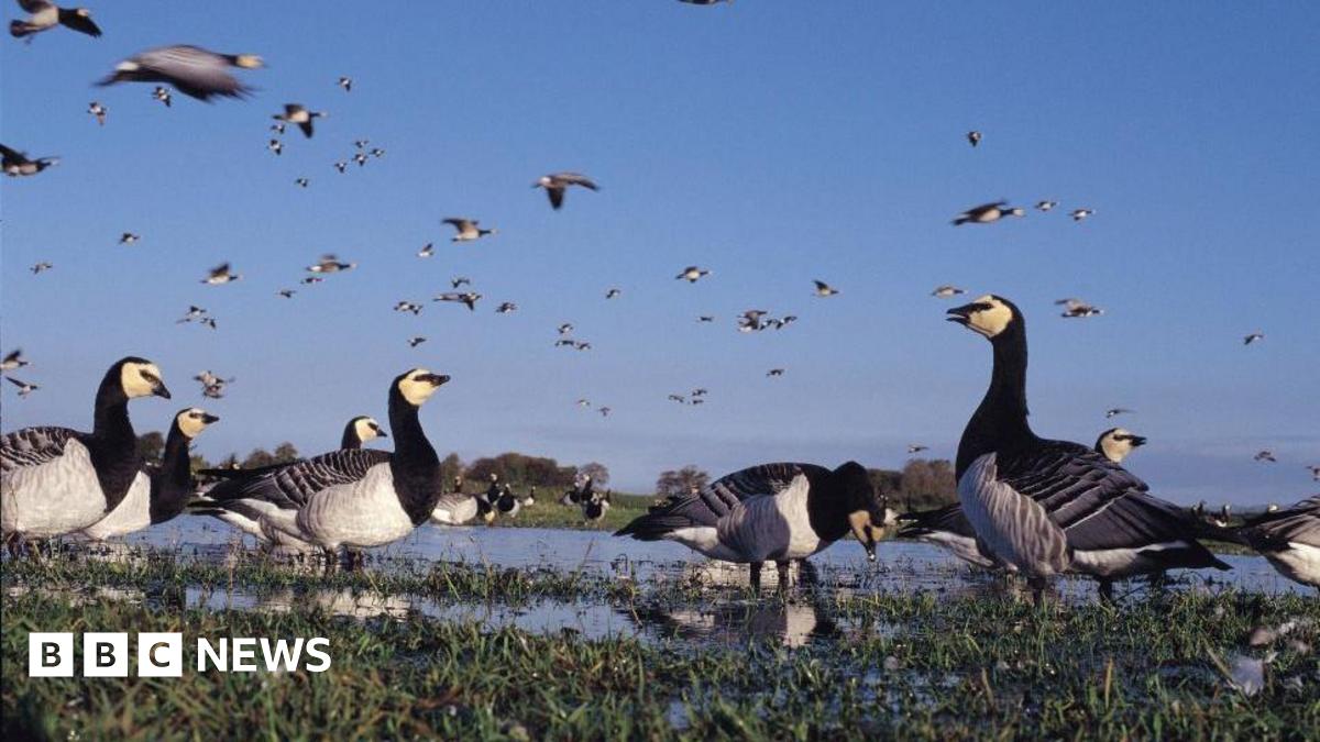 A flock of barnacle geese - black and white birds - on the Solway coast