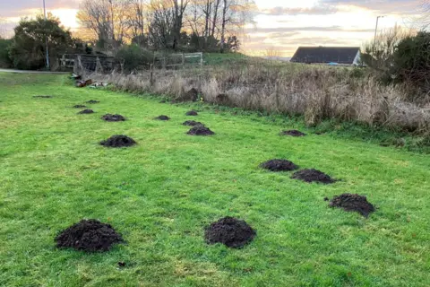 Several molehills in a grassy area.