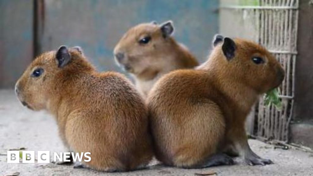 Jersey and Guernsey stories to make you smile