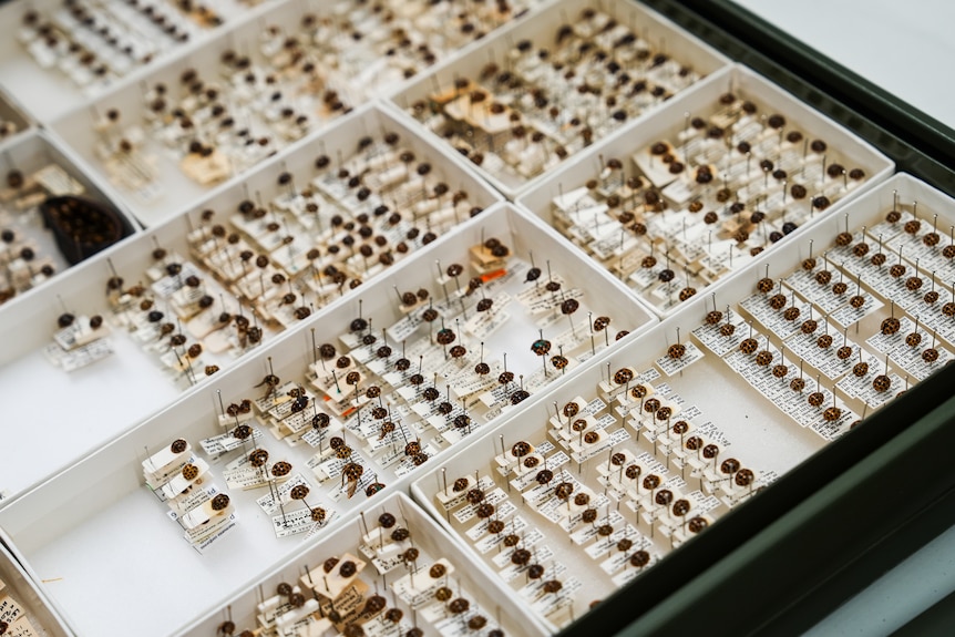 A drawer of ladybug specimens.