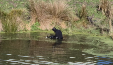 Mum's pleas unanswered before boy found in pond