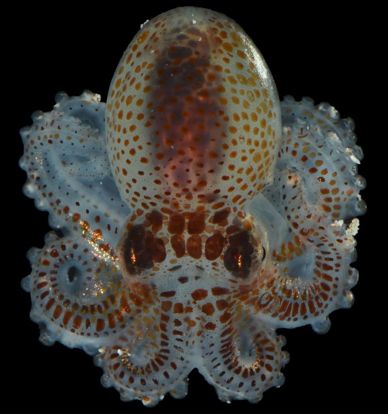 A small species of octopus found among the fauna collected from the monitoring device.