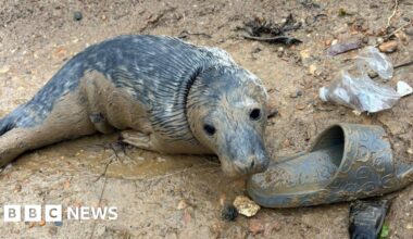 Why do sea creatures end up on beaches after storms?