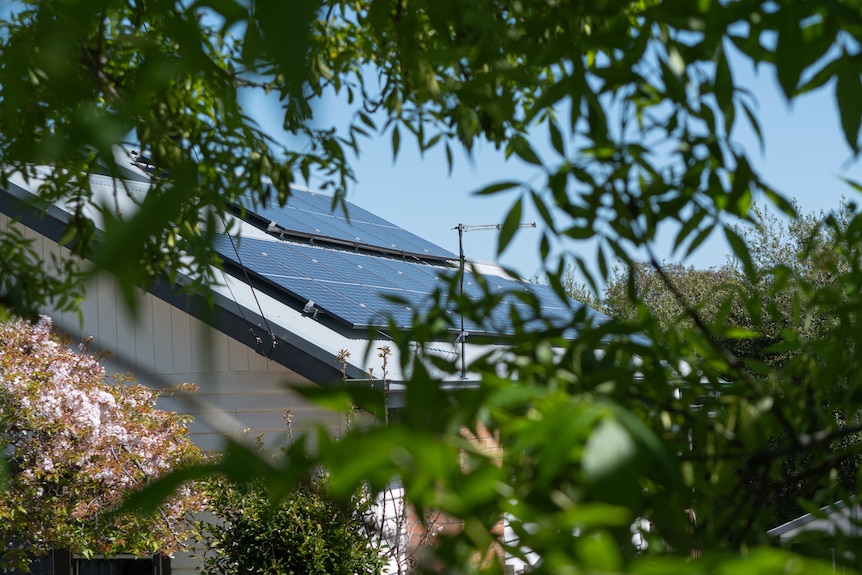 A solar system on a roof with foliage in the foreground.