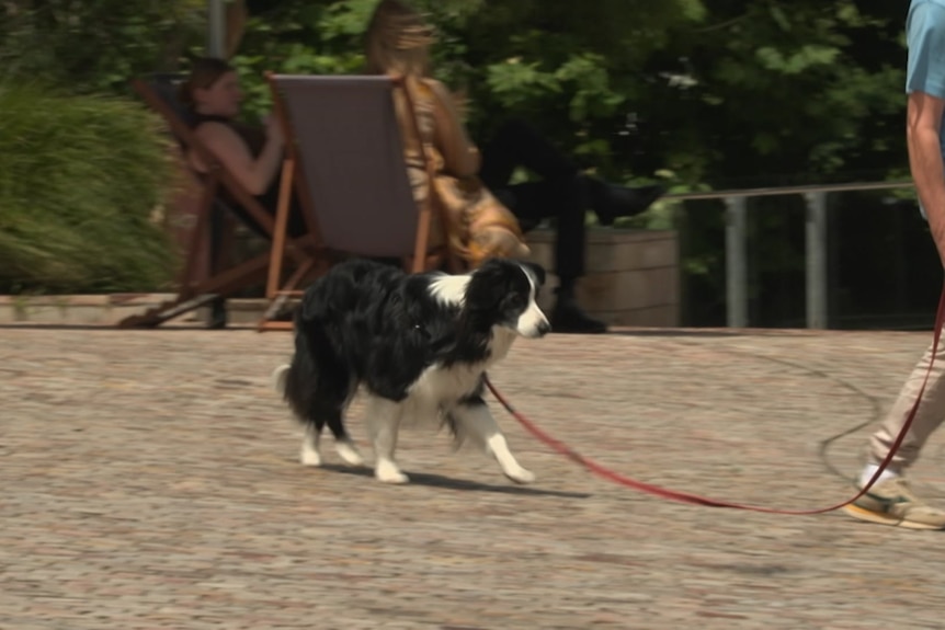 A border collie is led along the pavement at Federation Square.