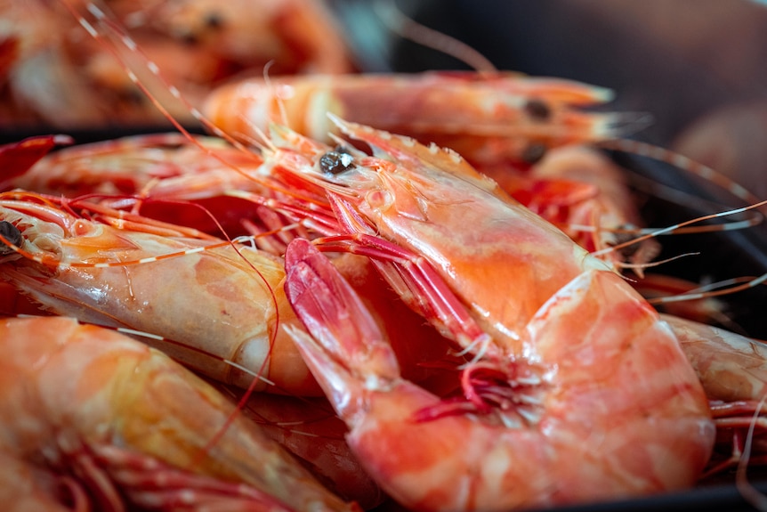 A red whole cooked prawn close up