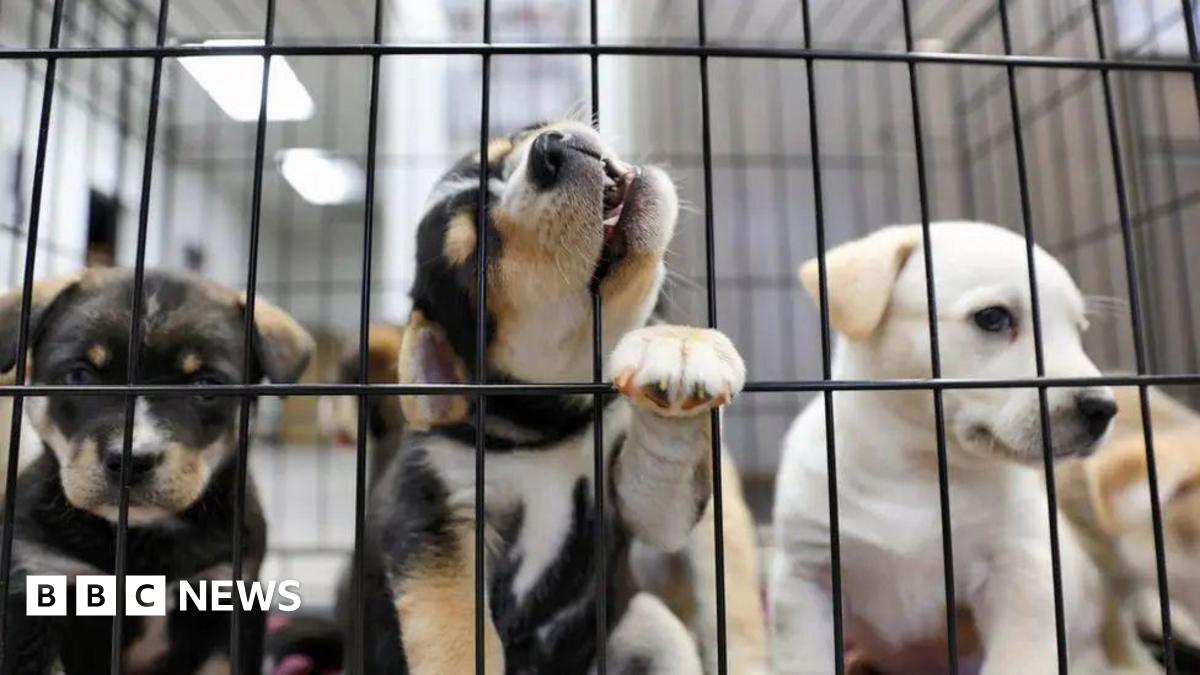 A close-up shot of puppies in a cage. One has its paw on the wire and is biting the cage.