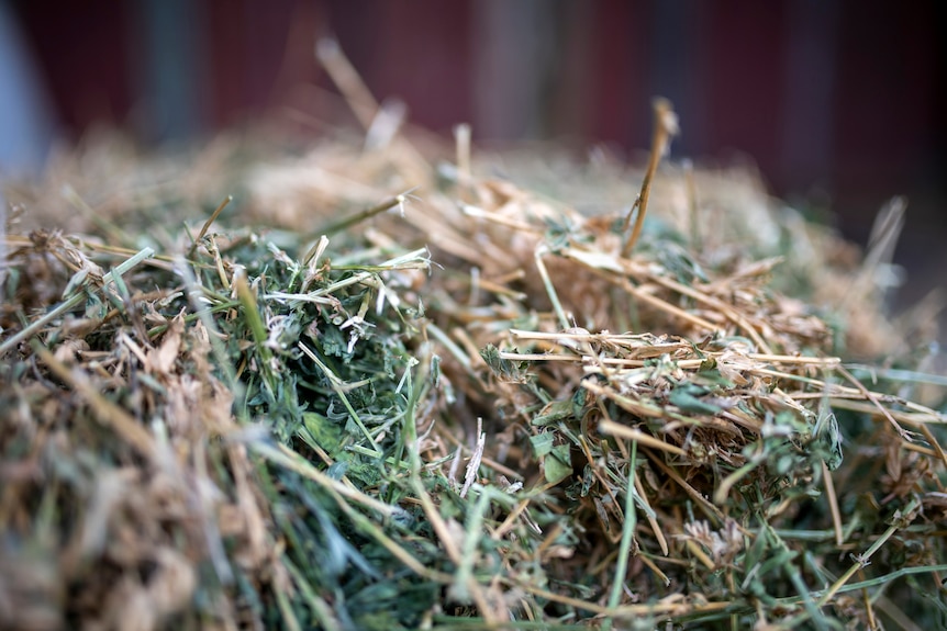 Detail photo of stands of gold and green hay with a shallow focus and red background.