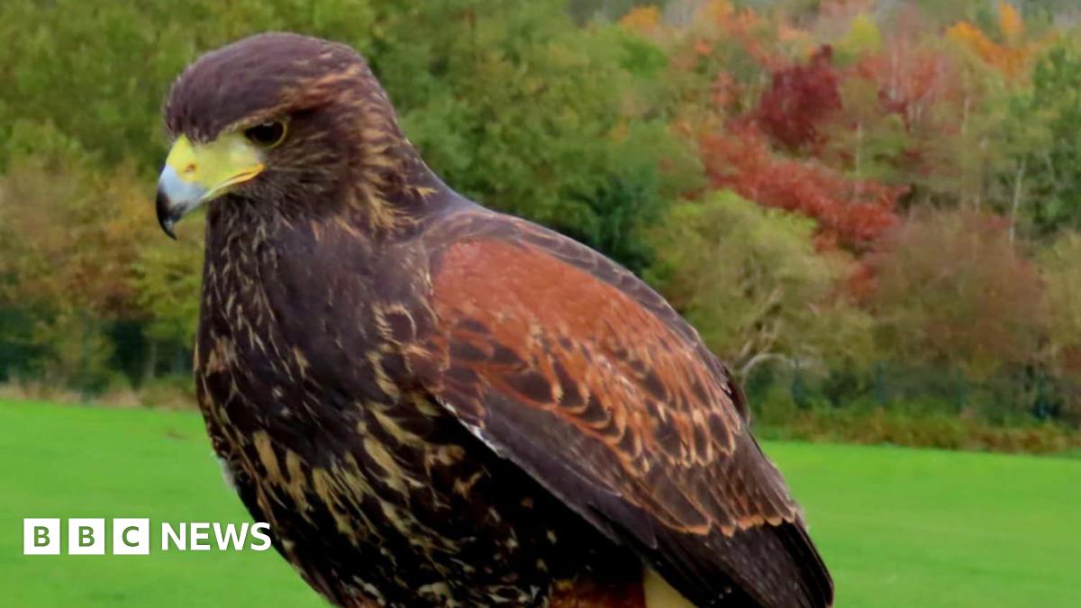 A brown hawk with a yellow beak. Behind the bird is a grassy area and a woodland.
