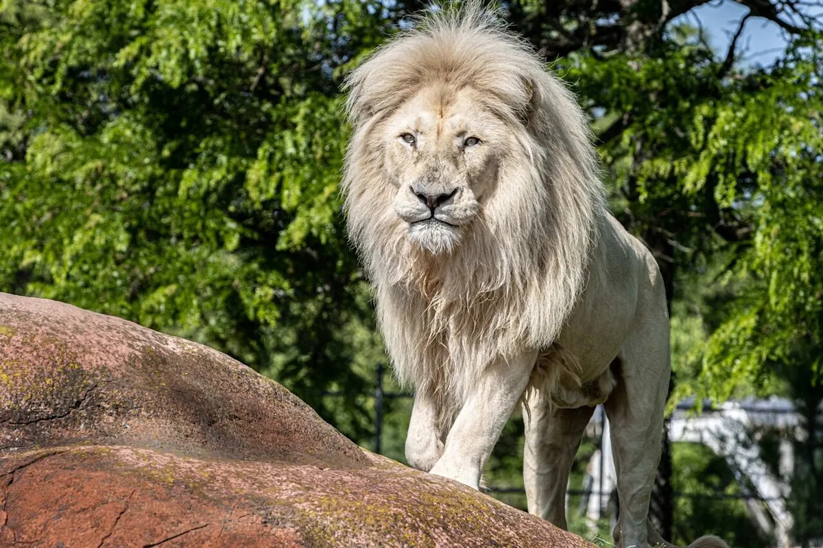 Toronto Zoo says lion put down after months of vet care