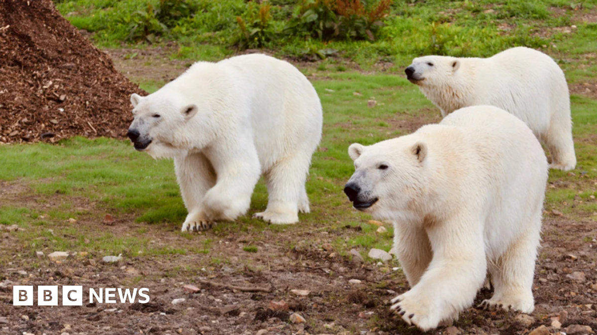 Three white polar bears walks from right to left together over grass and dirt.
