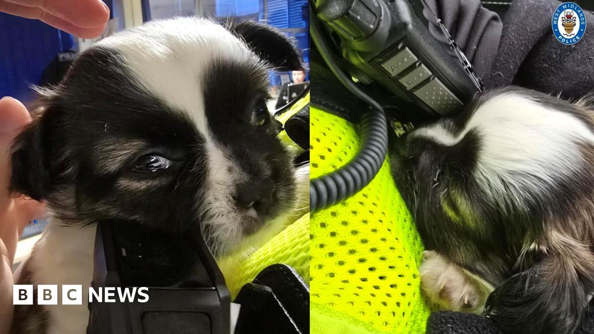 Two images of a tiny puppy in a police officer's arms. The puppy is black and white