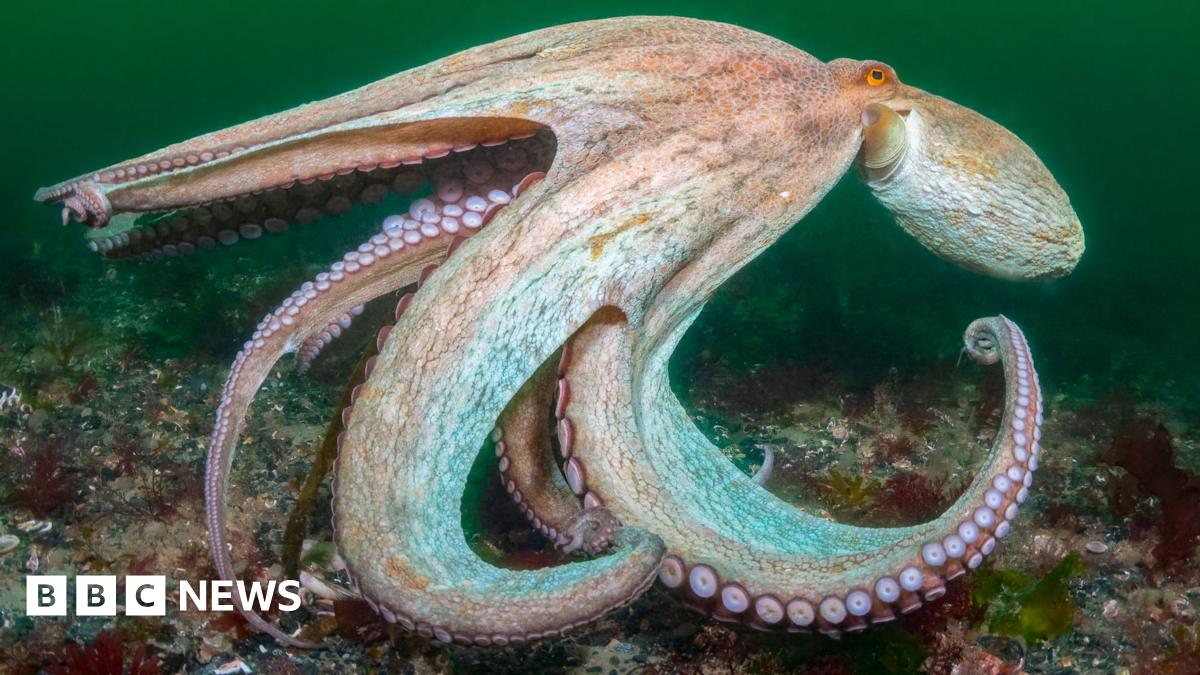 An octopus propels itself through the deep green sea.