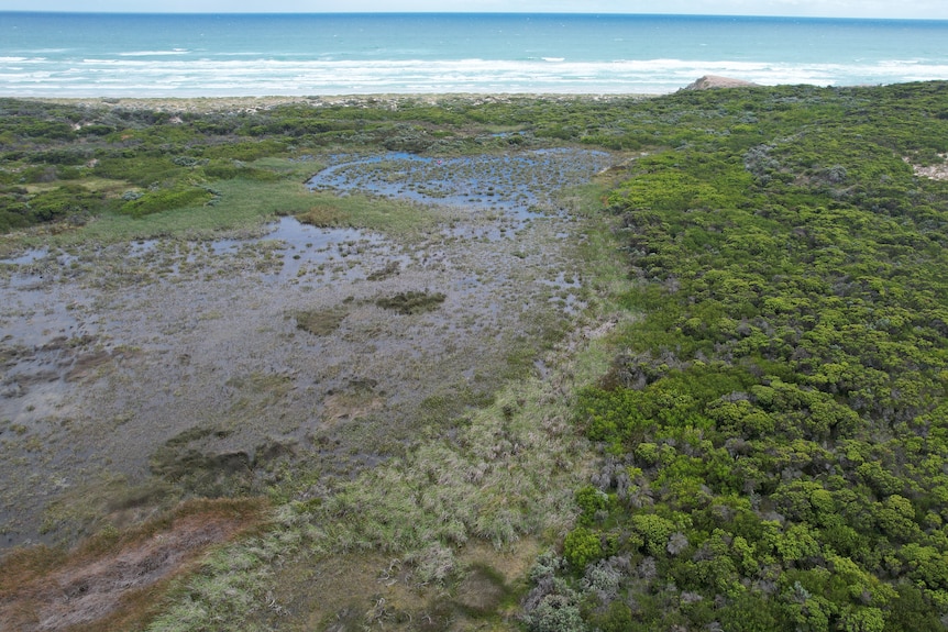 A view over swampland, showing low greenery and marshy waters.