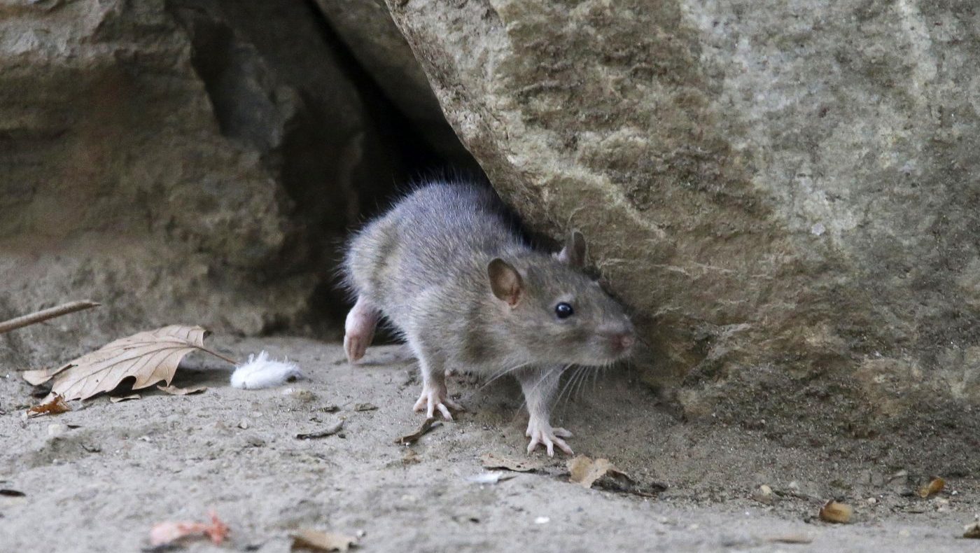 Here's where Cambridge ranks on Canada's 'rattiest' cities list