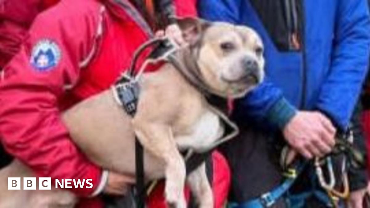 A group of seven mountain rescue volunteers wearing a mixture of red and blue smiling to the right of the camera. A woman at the front of the group is holding the brown, staffie-looking dog under her arm looking quite content. They are in front of a rocky structure which is covered in grass. The are also branches with no leaves behind them.