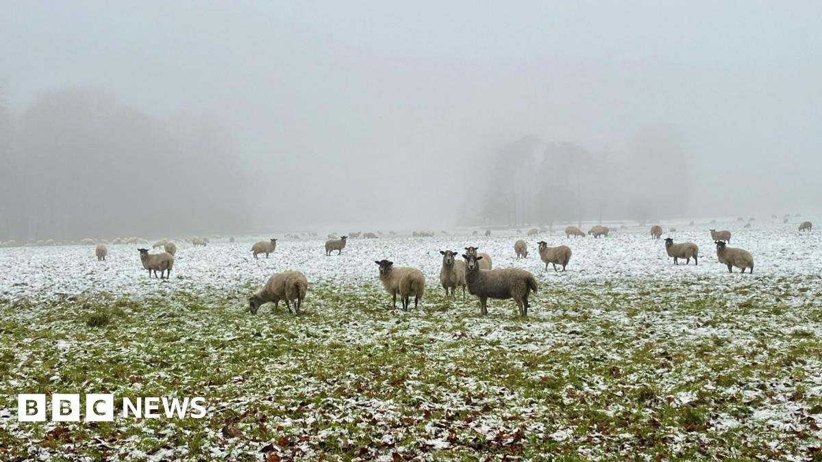 A field of sheep with a light dusting of snow on the grass.