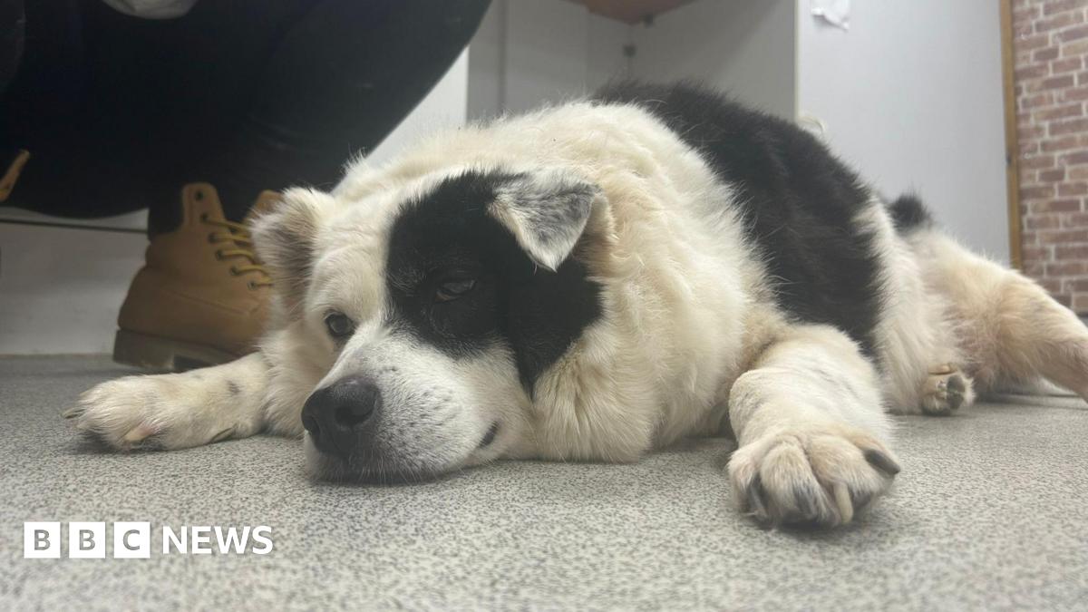 A black and white overweight dog laying on a white floor with his paws stretched out the front of him looking defeated. He has a black patch over one of his eyes from his fur print.