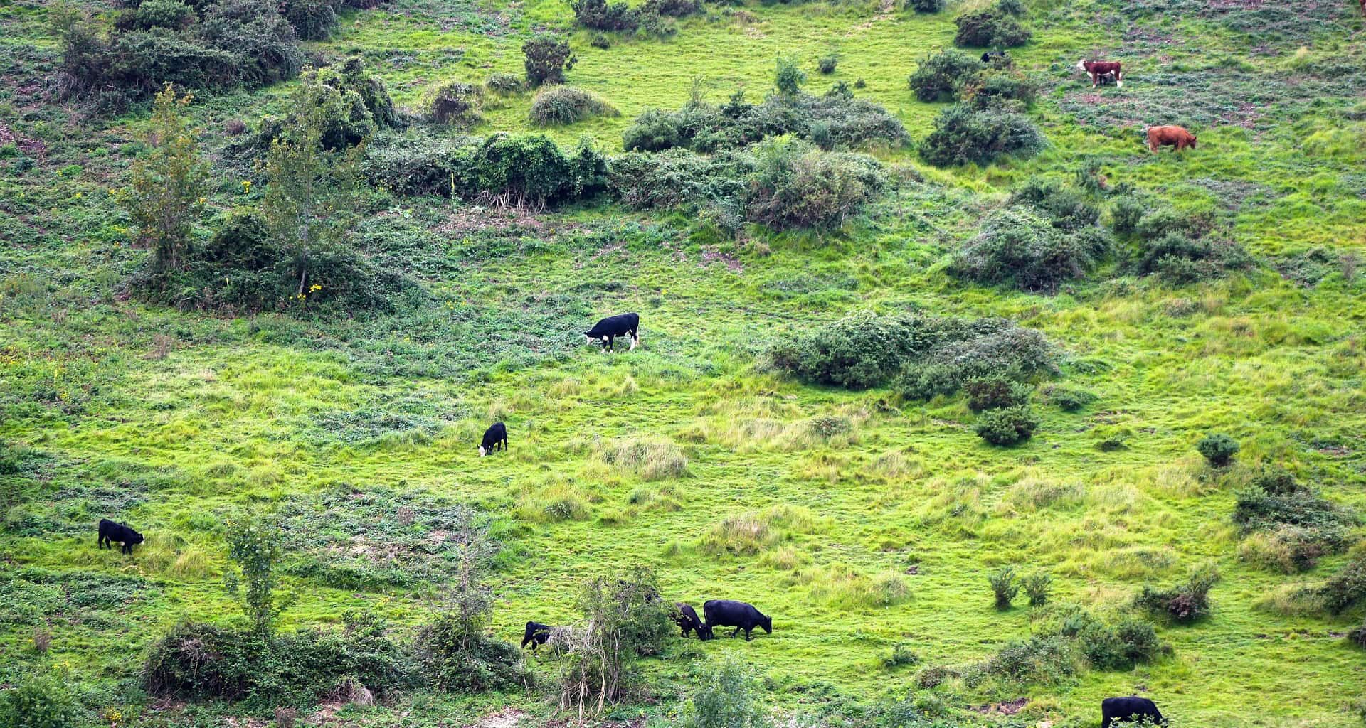 Cows grazing in a field of grass