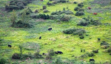 Cows grazing in a field of grass
